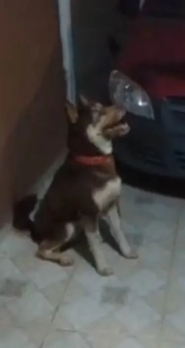 Cachorro ra a Mestiço husky  idade 3 anos nome Odin