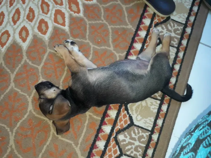 Cachorro ra a Corgi + vira-lata idade 2 a 6 meses nome Duke