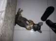 Duke