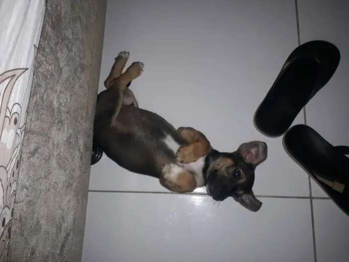 Cachorro ra a Corgi + vira-lata idade 2 a 6 meses nome Duke