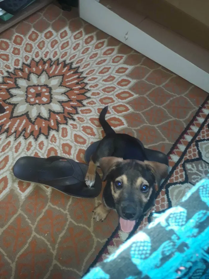 Cachorro ra a Corgi + vira-lata idade 2 a 6 meses nome Duke