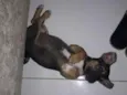 Duke