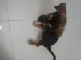 Duke
