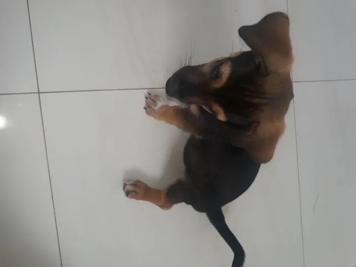 Cachorro ra a Corgi + vira-lata idade 2 a 6 meses nome Duke