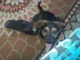 Duke