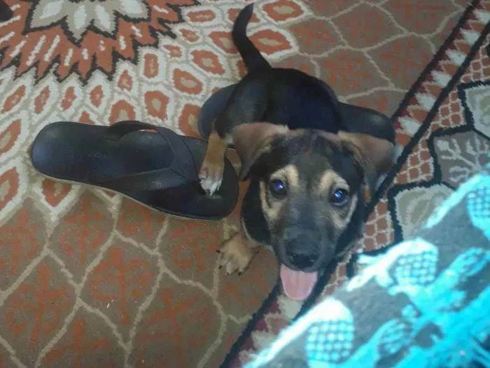 Cachorro ra a Corgi + vira-lata idade 2 a 6 meses nome Duke