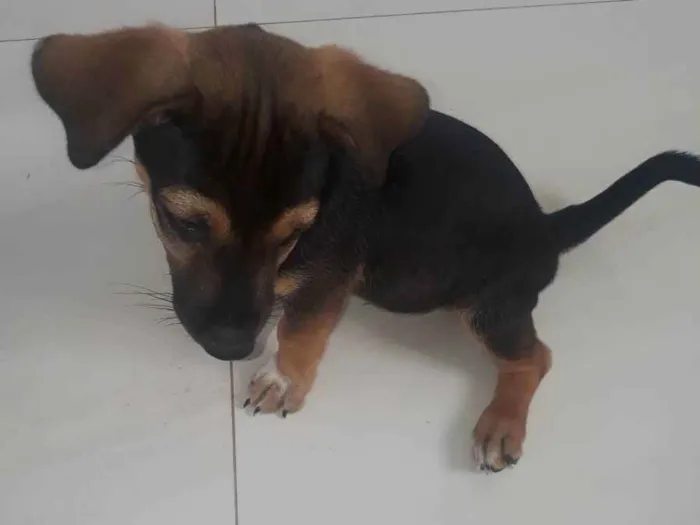 Cachorro ra a Corgi + vira-lata idade 2 a 6 meses nome Duke