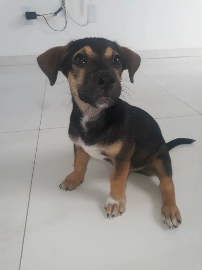 Cachorro ra a Corgi + vira-lata idade 2 a 6 meses nome Duke