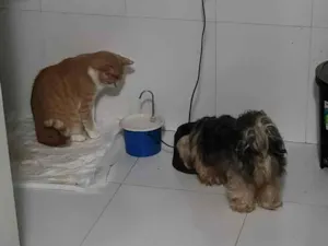 Gato raça Srd idade 2 anos nome Bob