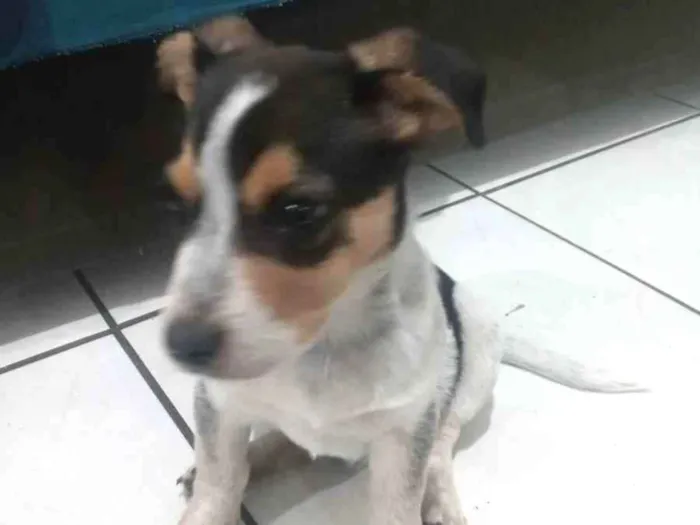 Cachorro ra a Mestiço idade 2 a 6 meses nome Bolinha