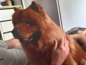 Cachorro raça Chow Chow idade 5 anos nome Laila