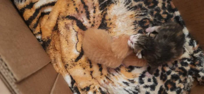 Gato raça  idade Abaixo de 2 meses nome Bebês 