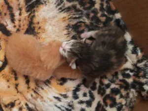 Gato raça  idade Abaixo de 2 meses nome Bebês 