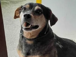 Cachorro raça Sem raça definida idade 3 anos nome Adolfinho