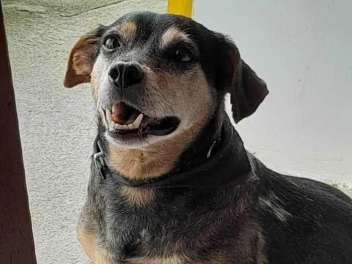 Cachorro ra a Sem raça definida idade 3 anos nome Adolfinho