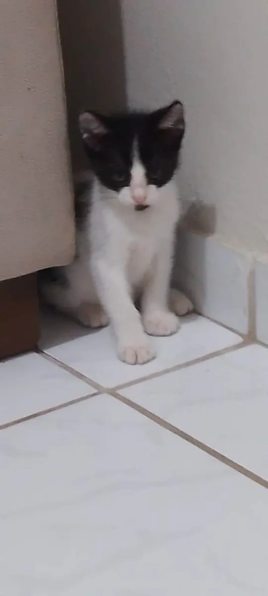 Gato ra a vira lata idade 2 a 6 meses nome Sem nomes 