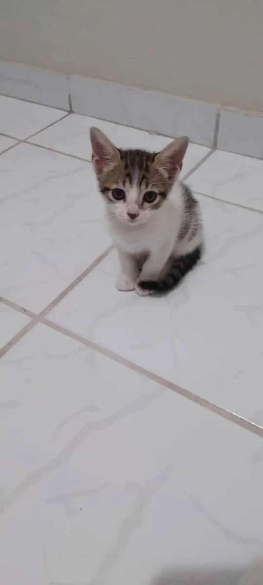 Gato ra a vira lata idade 2 a 6 meses nome Sem nomes 