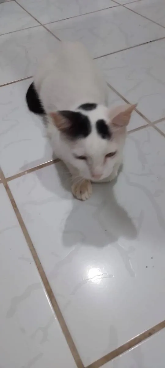 Gato ra a vira lata idade 2 a 6 meses nome Sem nomes 