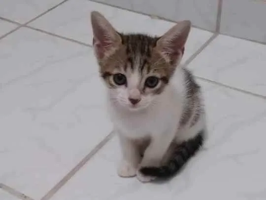 Gato ra a vira lata idade 2 a 6 meses nome Sem nomes 