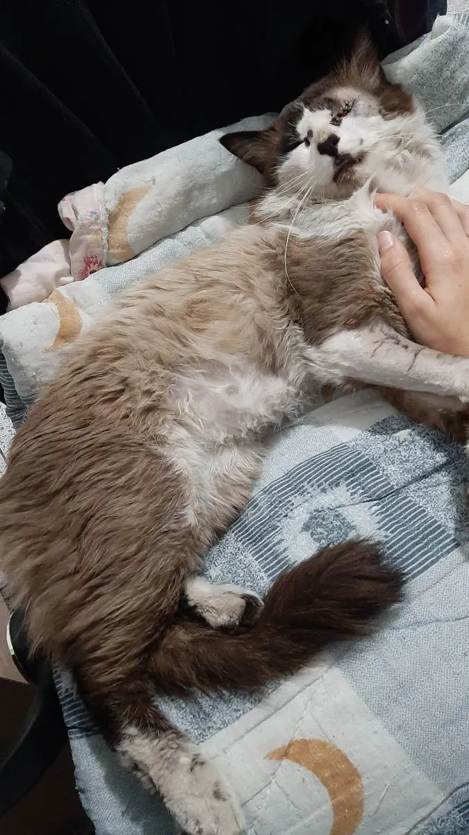 Gato raça Ciames idade 1 ano nome Pirata