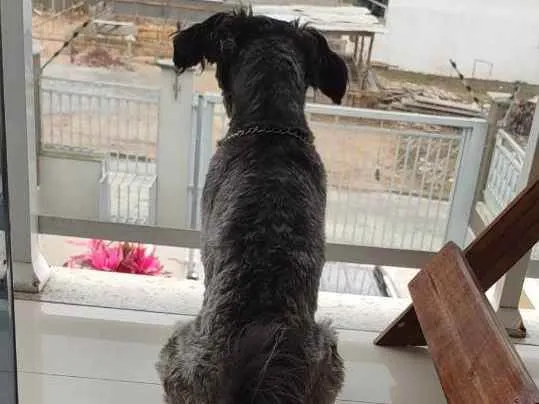 Cachorro ra a SDR idade 1 ano nome Pipoca