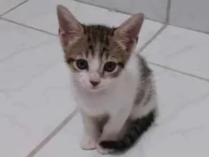 Gato raça vira lata idade 2 a 6 meses nome Sem nomes 