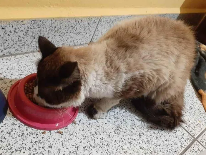 Gato raça Ciames idade 1 ano nome Pirata