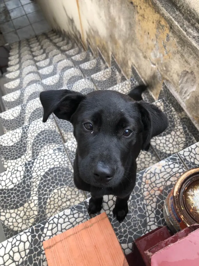 Cachorro ra a Indefinida idade 2 a 6 meses nome Akira