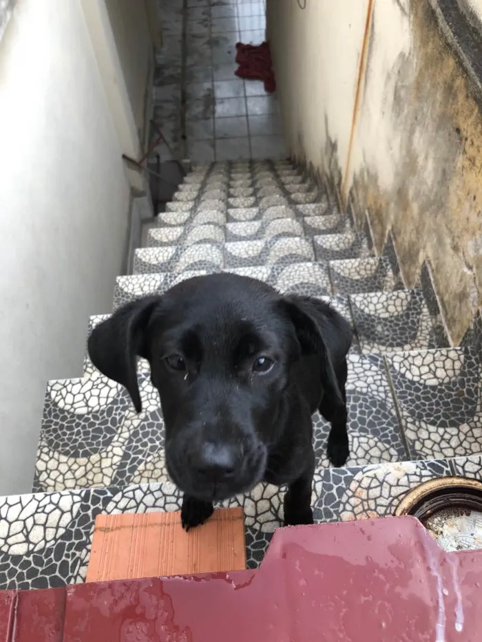 Cachorro ra a Indefinida idade 2 a 6 meses nome Akira