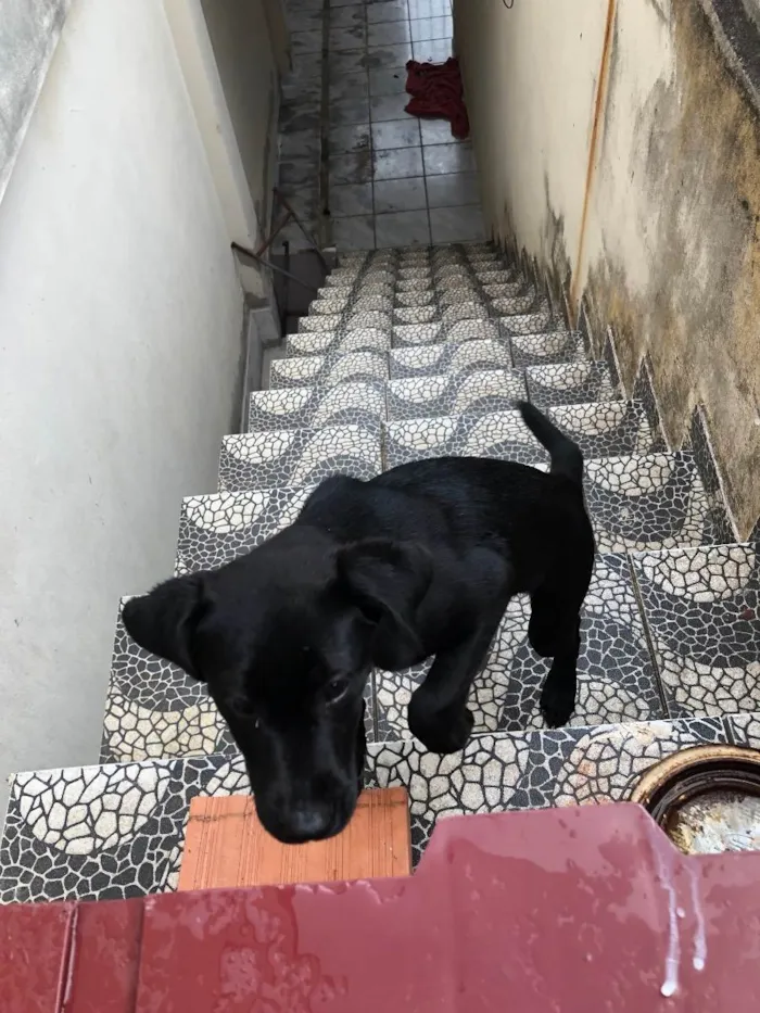 Cachorro ra a Indefinida idade 2 a 6 meses nome Akira