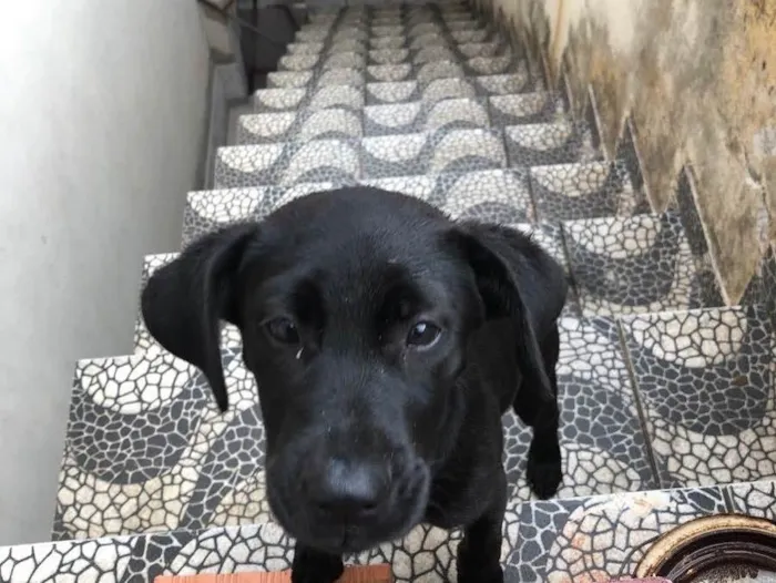 Cachorro ra a Indefinida idade 2 a 6 meses nome Akira