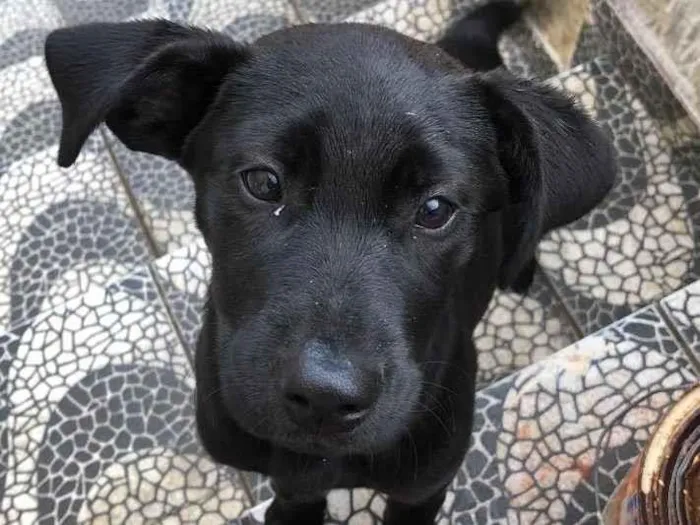 Cachorro ra a Indefinida idade 2 a 6 meses nome Akira