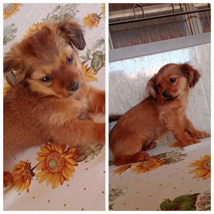 Cachorro ra a Shitzu com cofap  idade 2 a 6 meses nome Zaia e Scott 