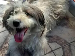 Cachorro raça Poddle  idade 2 anos nome Harley