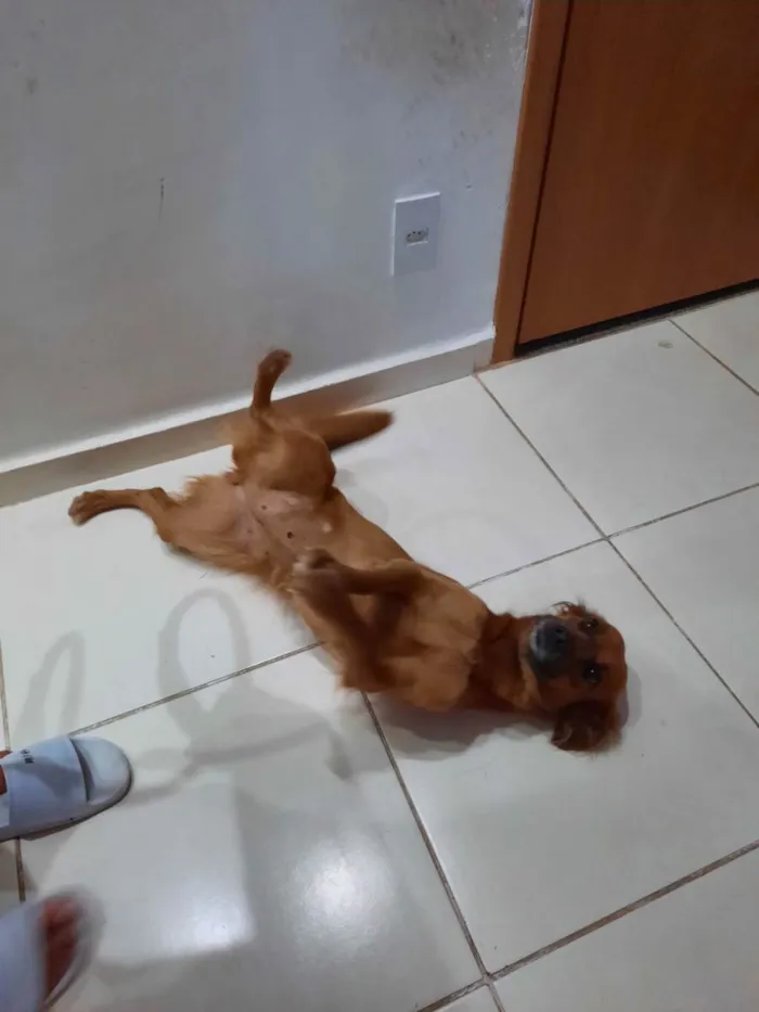 Cachorro ra a Comum idade 3 anos nome Cacau