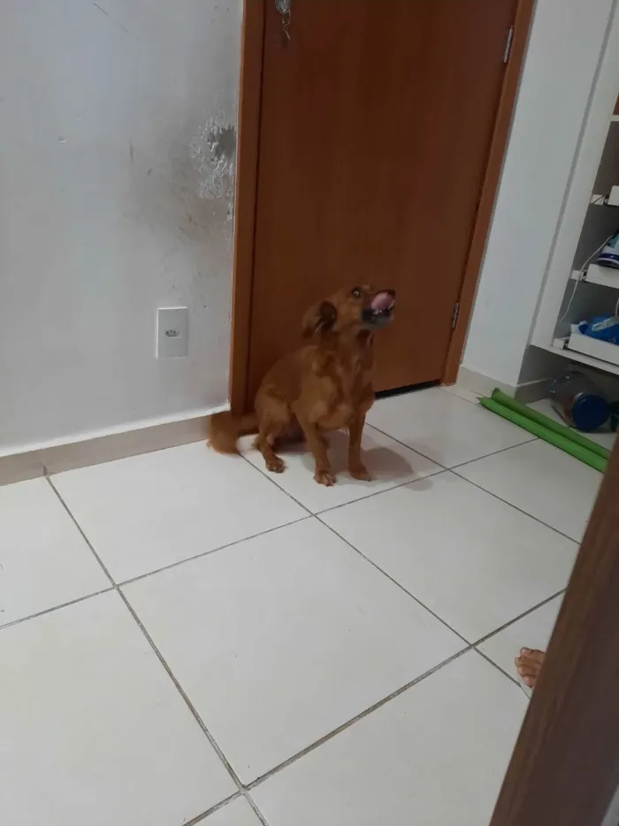 Cachorro ra a Comum idade 3 anos nome Cacau