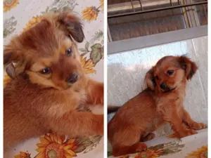 Cachorro raça Shitzu com cofap  idade 2 a 6 meses nome Zaia e Scott 