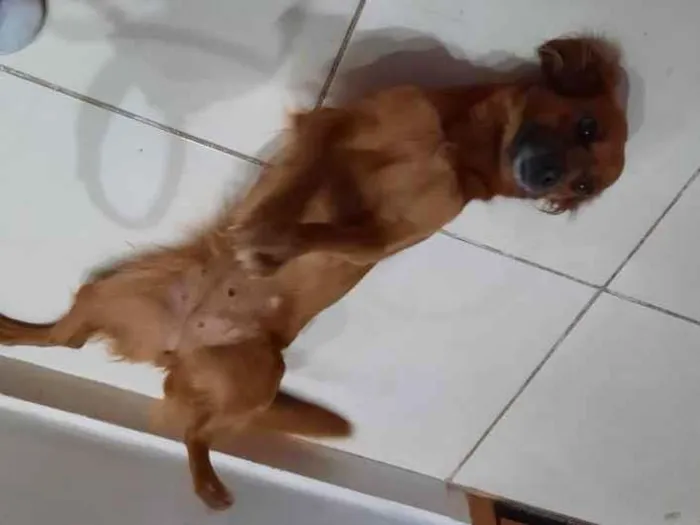 Cachorro ra a Comum idade 3 anos nome Cacau