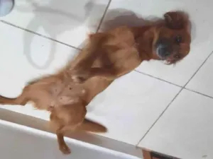 Cachorro raça Comum idade 3 anos nome Cacau