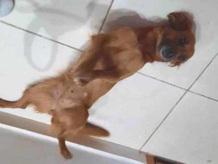 Cachorro ra a Comum idade 3 anos nome Cacau