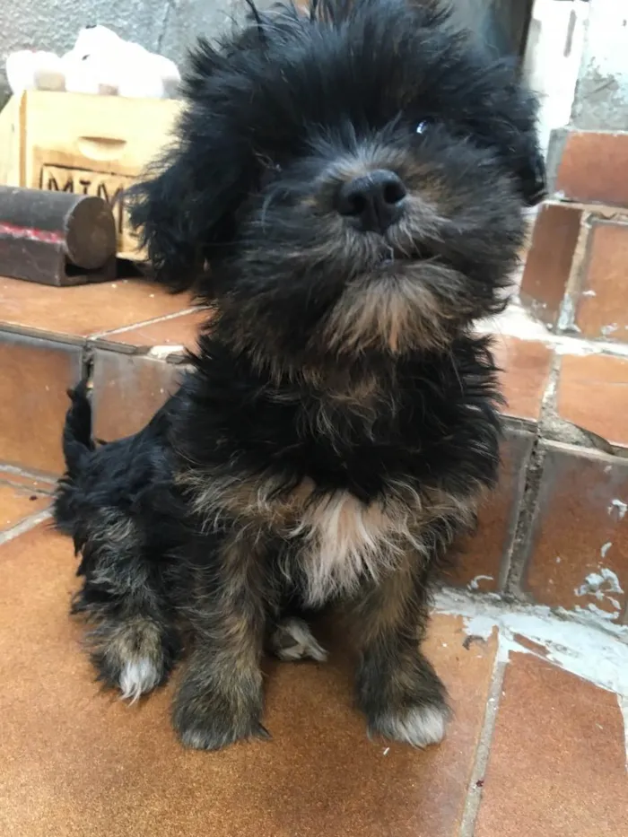 Cachorro ra a Yorkshire com poodle  idade 2 a 6 meses nome Mimi