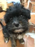 Mimi