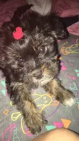 Mimi