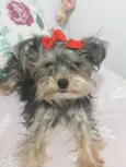 Mimi