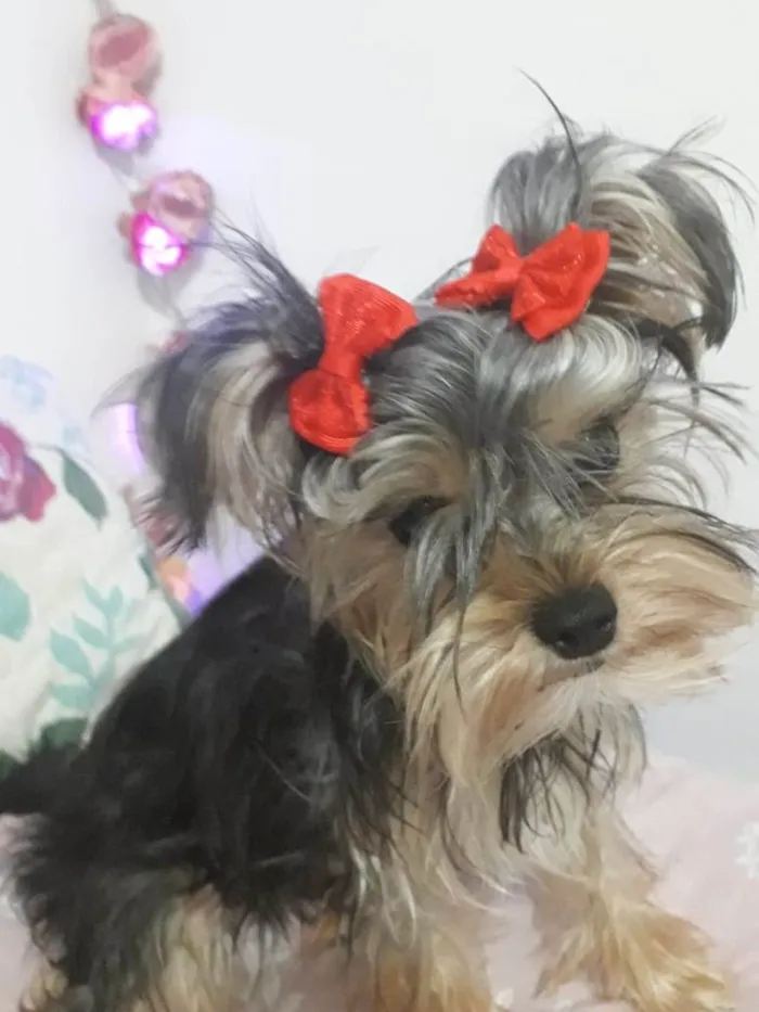 Cachorro ra a Yorkshire com poodle  idade 2 a 6 meses nome Mimi