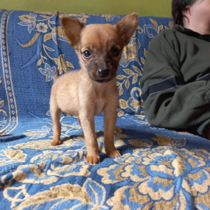Cachorro ra a Srd  idade 2 a 6 meses nome Lili