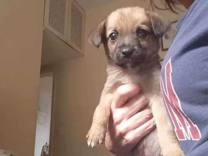 Cachorro ra a Srd  idade 2 a 6 meses nome Boli