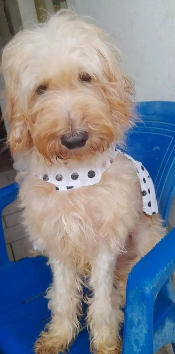 Cachorro ra a Poddle idade 2 anos nome Flor