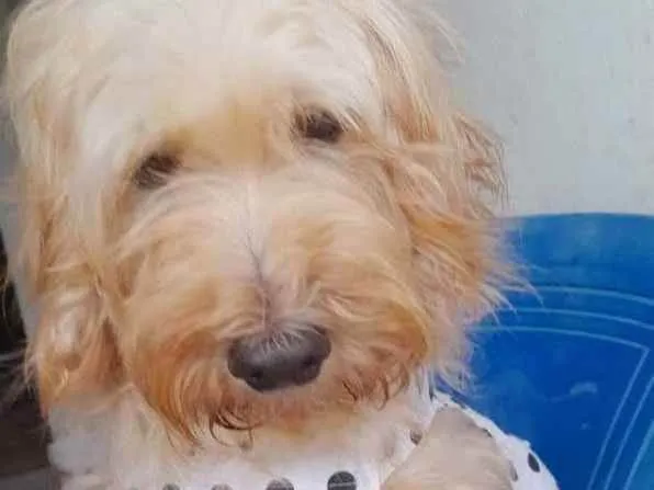 Cachorro ra a Poddle idade 2 anos nome Flor