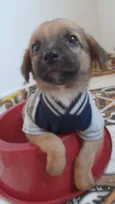 Elvis